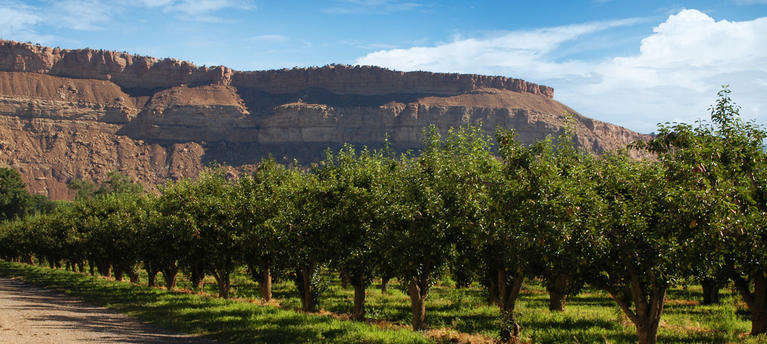 Orchards of Palisade